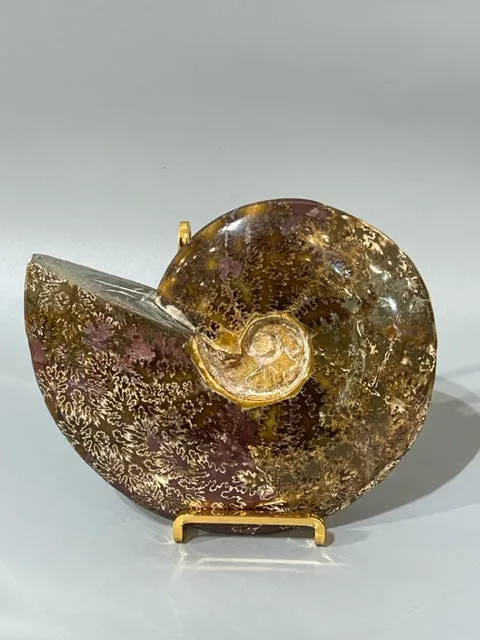 Ammonite Fossil