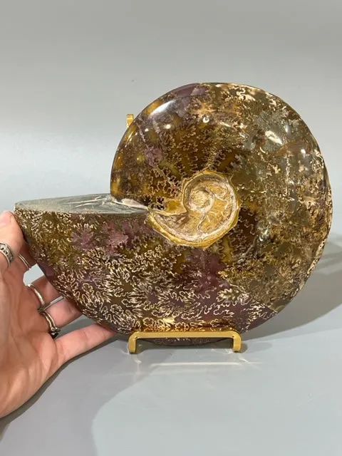 Ammonite Fossil