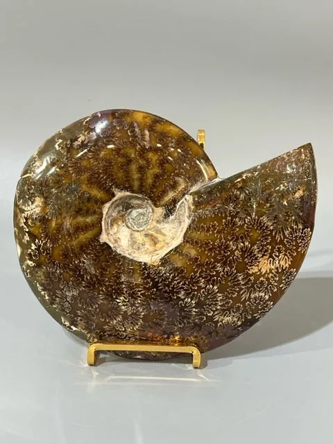 Ammonite Fossil