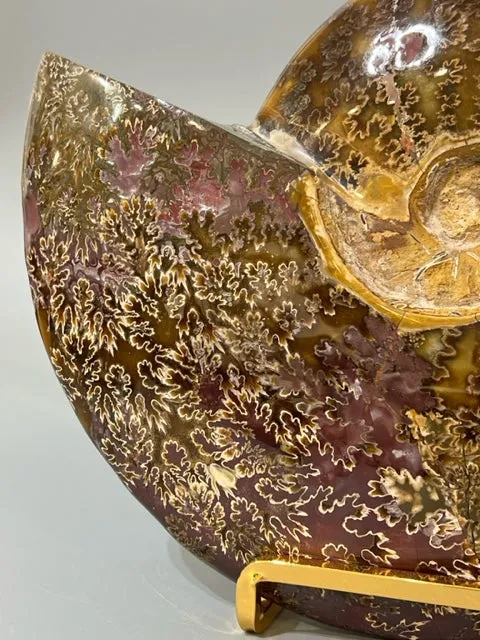 Ammonite Fossil