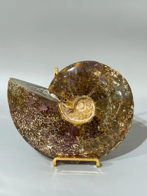 Ammonite Fossil