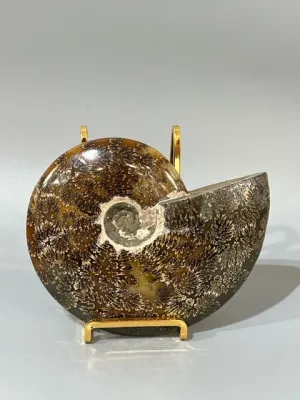 Ammonite Fossil