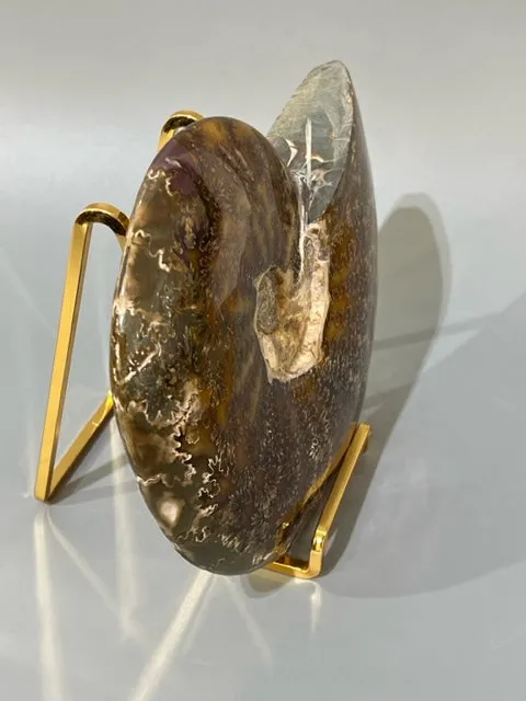 Ammonite Fossil