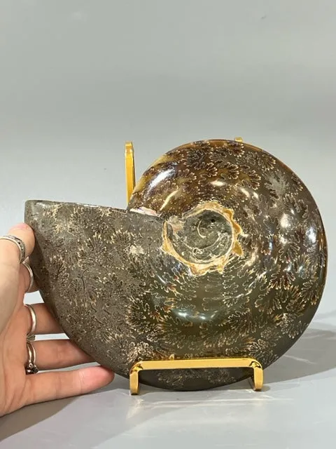 Ammonite Fossil