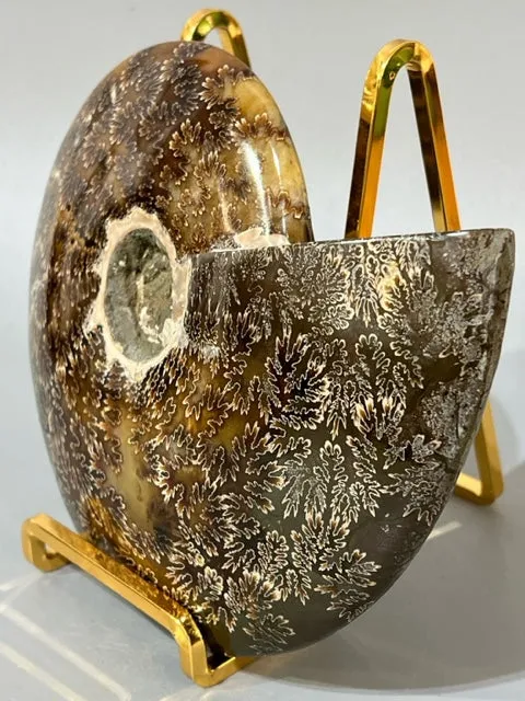Ammonite Fossil