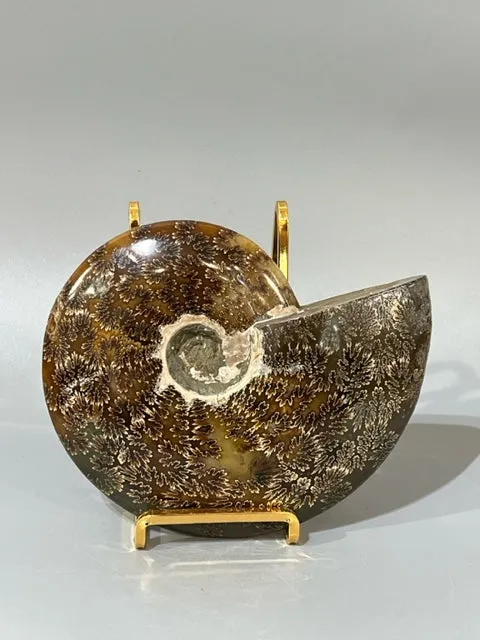 Ammonite Fossil