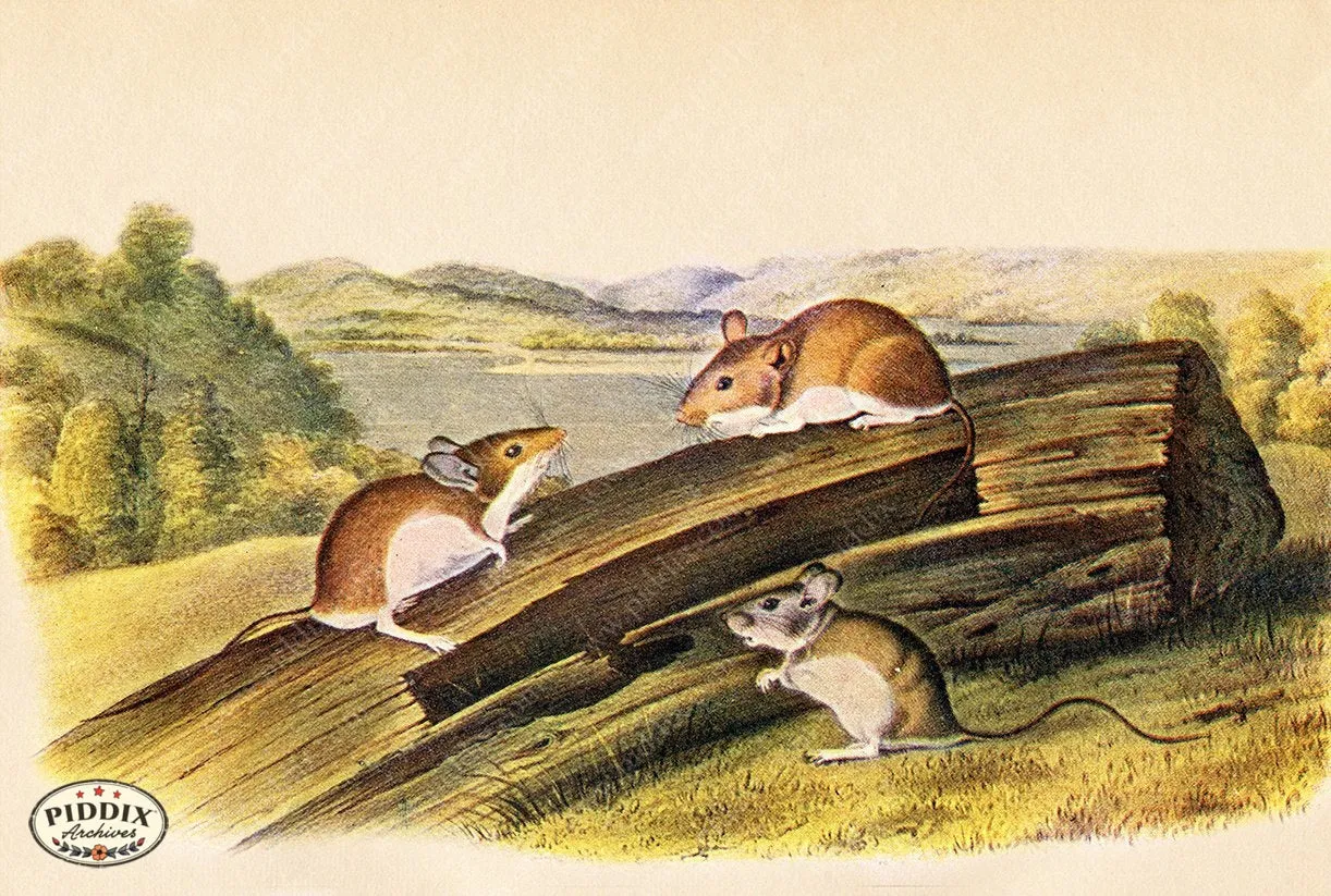 PDXC19447 -- Small Furry Animals