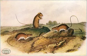 PDXC19448 -- Small Furry Animals