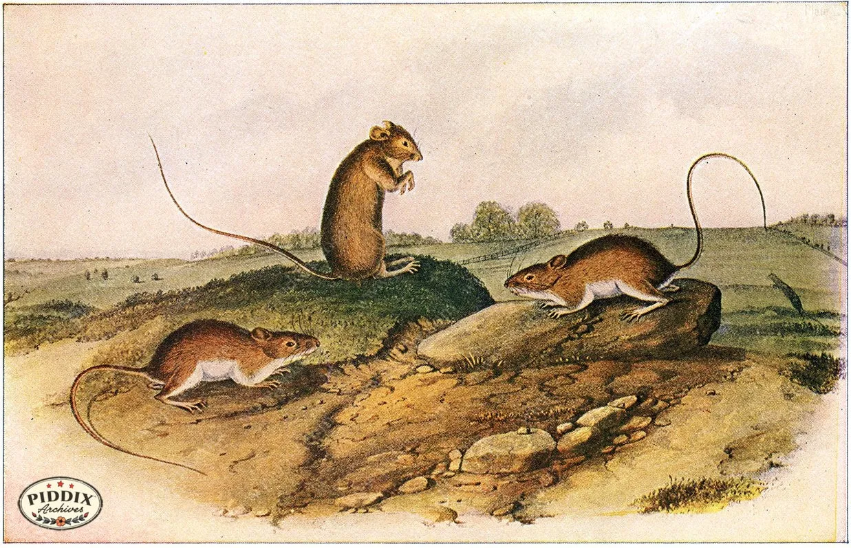 PDXC19448 -- Small Furry Animals