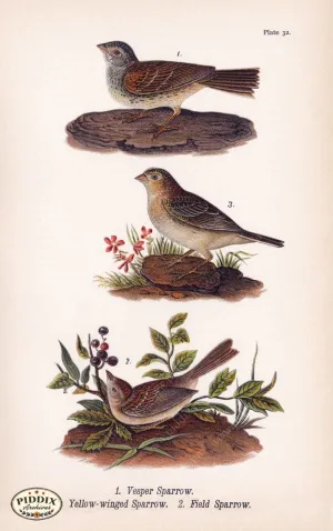 PDXC5942 -- Birds