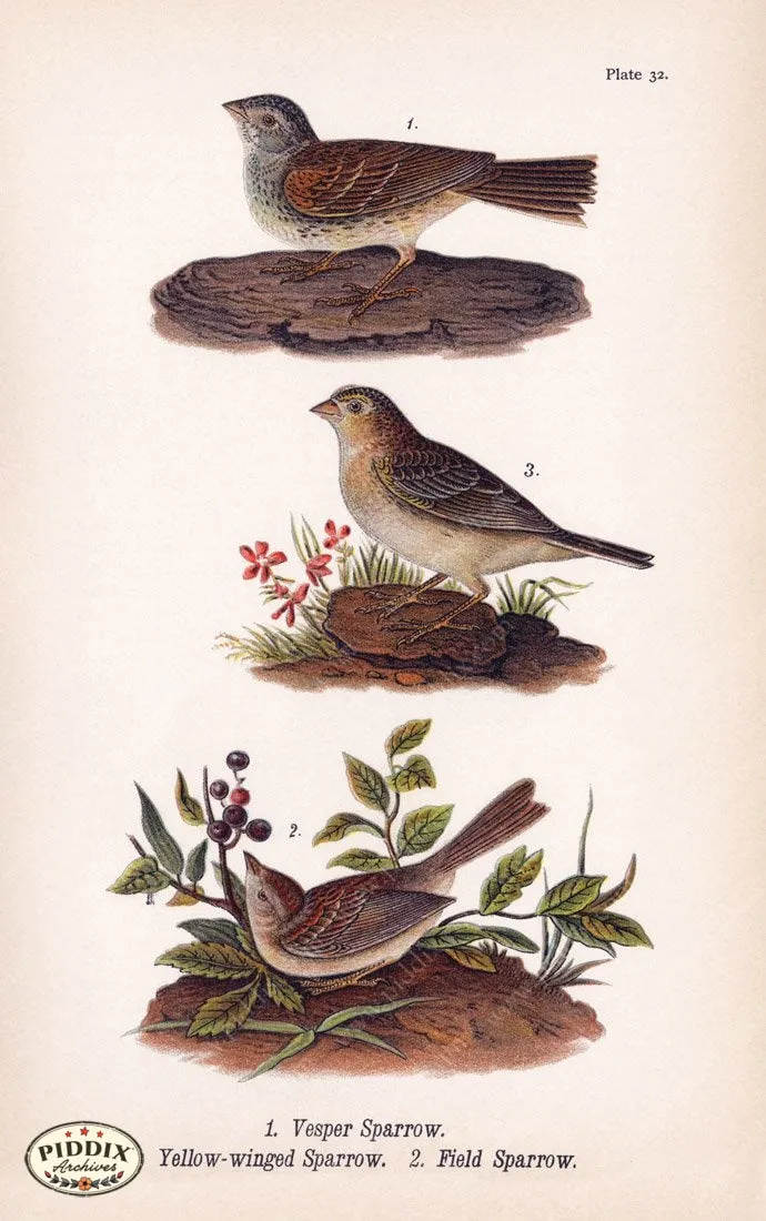 PDXC5942 -- Birds